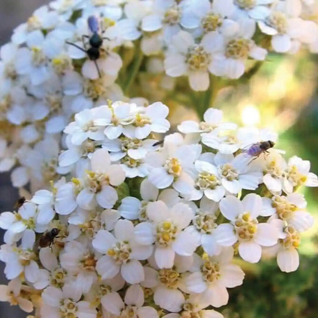 Yarrow Seeds - Western White