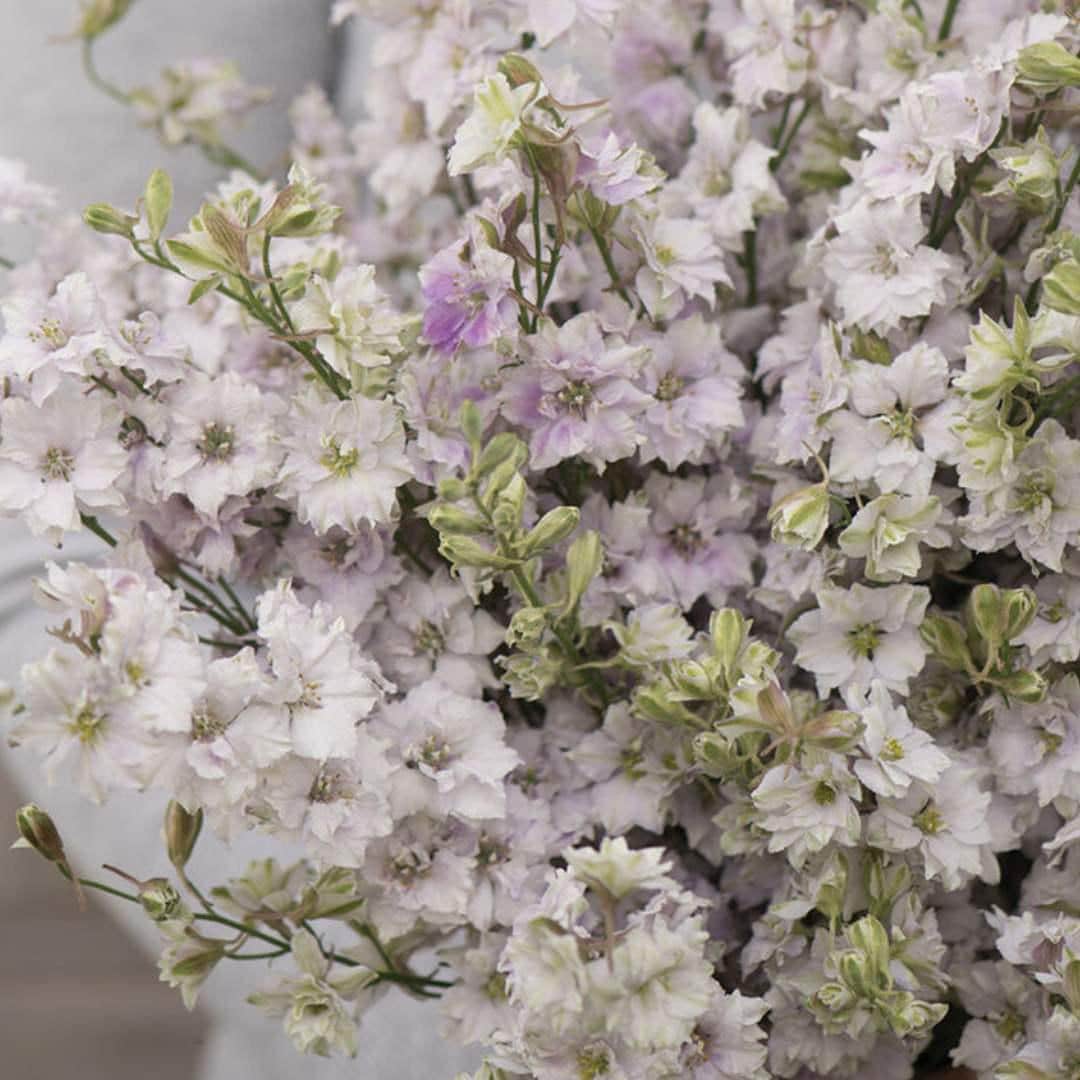 Larkspur - Fancy Smokey Eyes