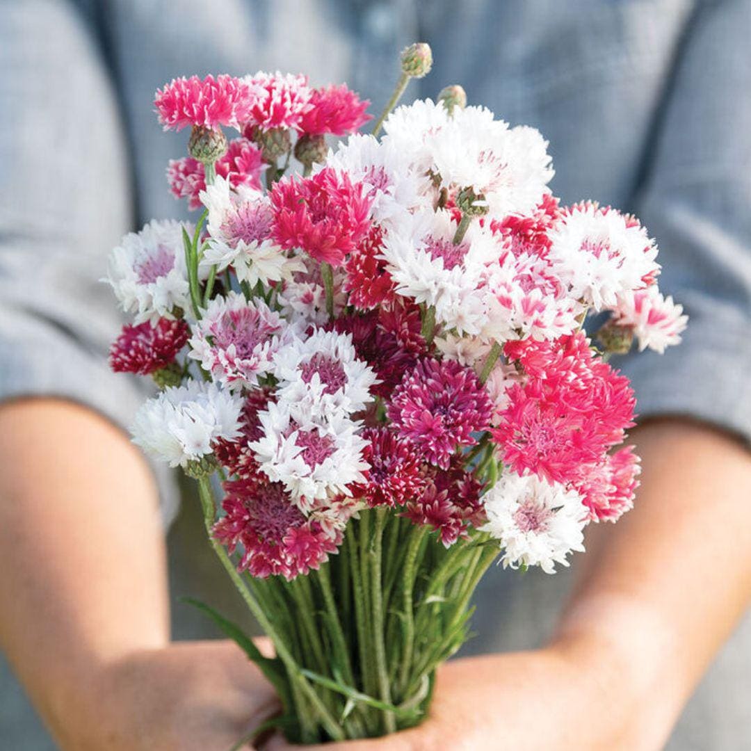 Bachelor's Buttons - Classic Romantic - Circle Farms seeds