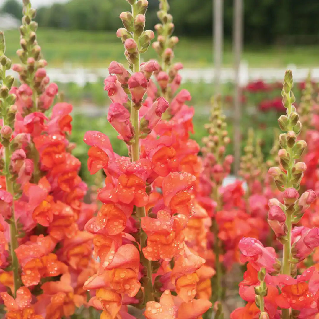 Snapdragon Seeds - Monaco Orange Tall
