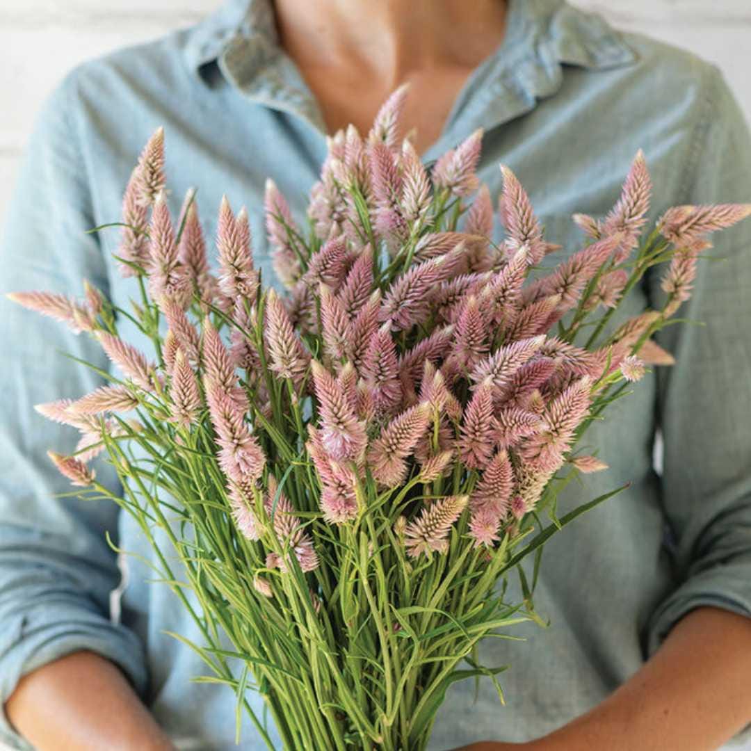 Celosia - Flamingo Feather