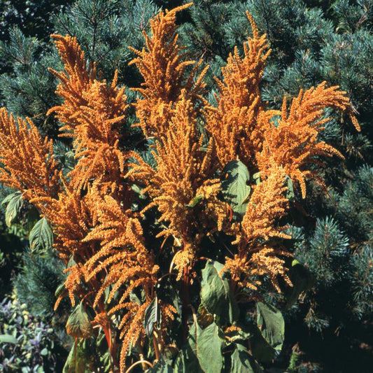 Amaranth - Hot Biscuits