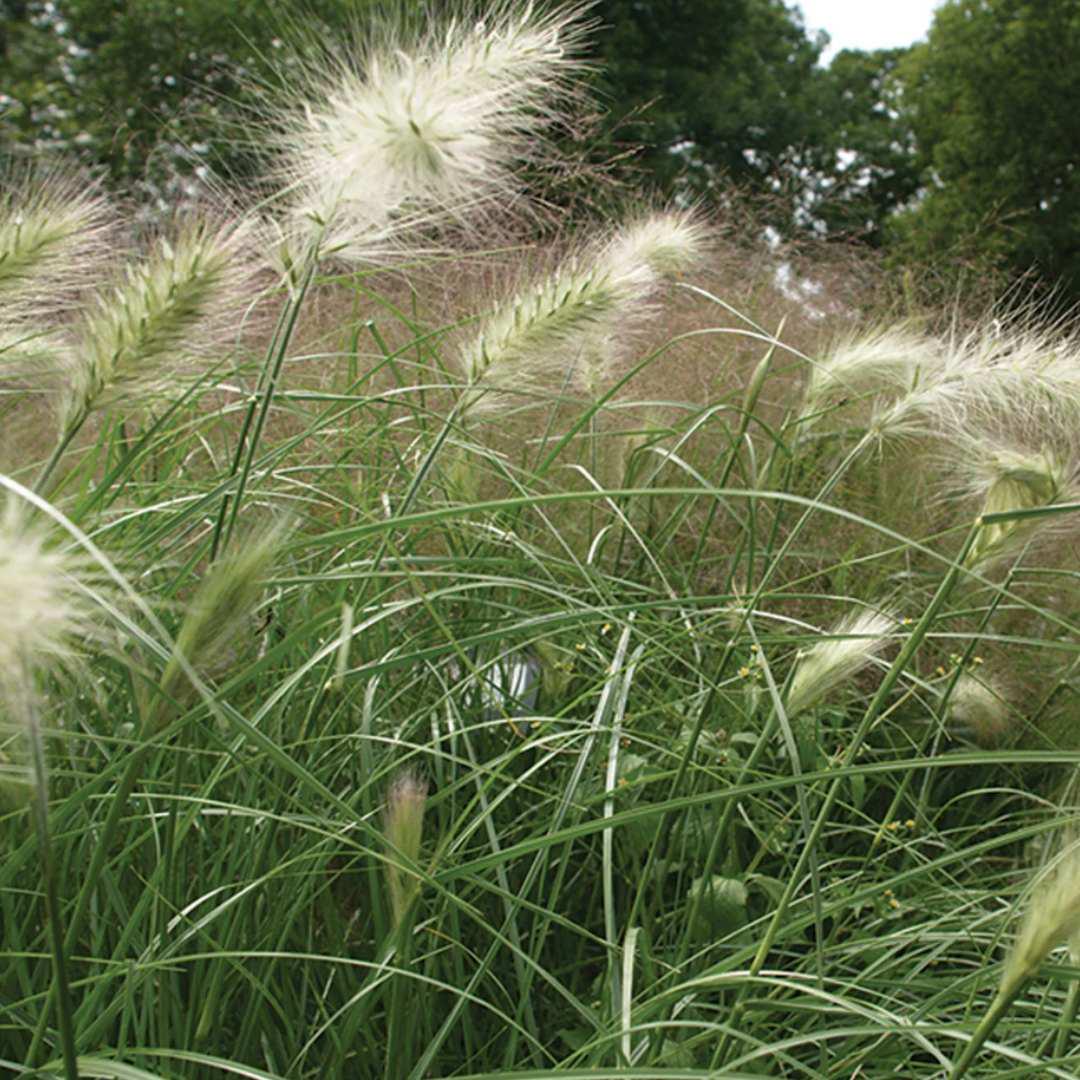 Feathertop Ornamental Grass