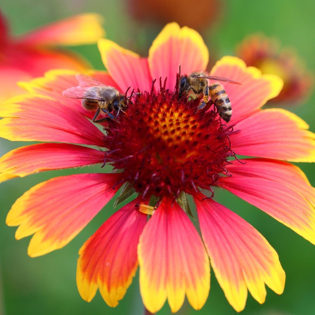 Gaillardia Blanket Flower