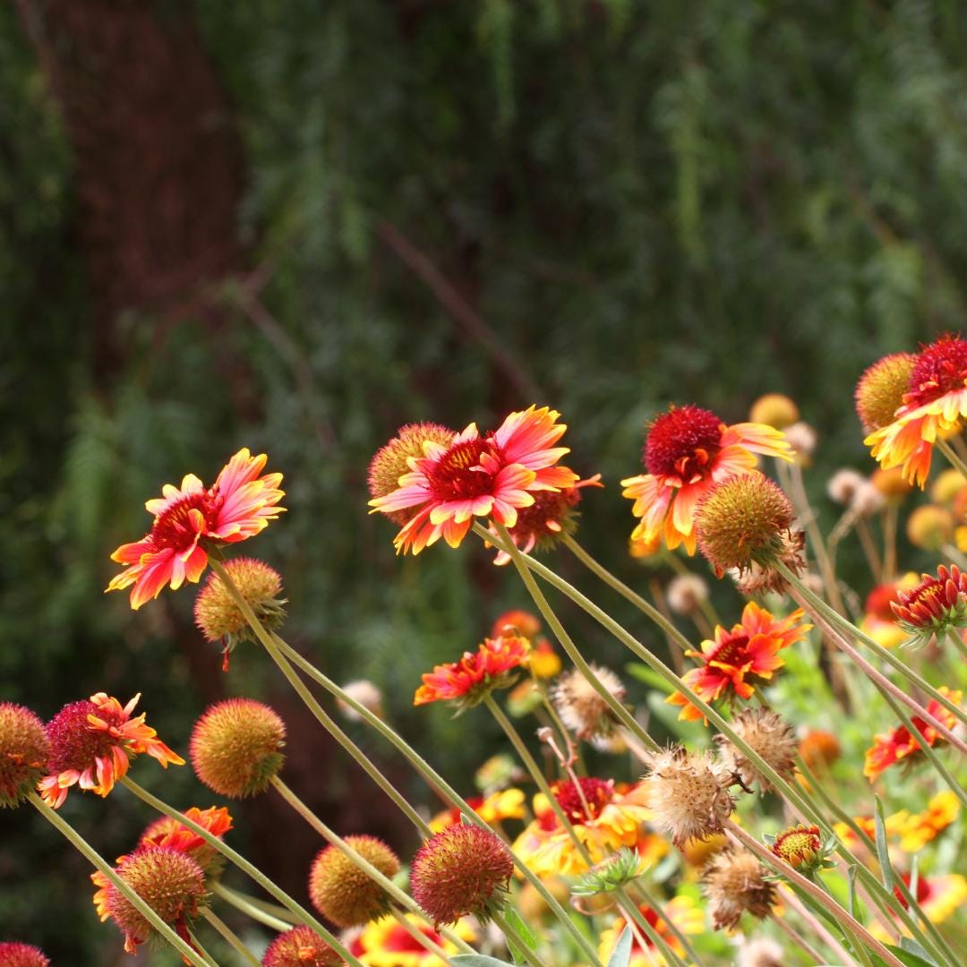 Gaillardia Blanket Flower