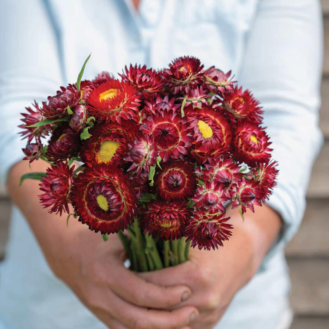 Strawflower Seeds - King-Size Red