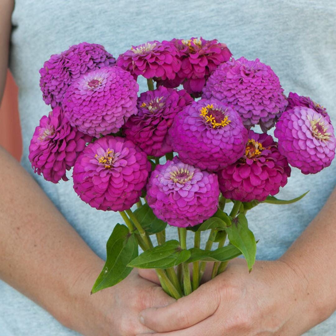 Zinnia Seeds - Oklahoma Carmine