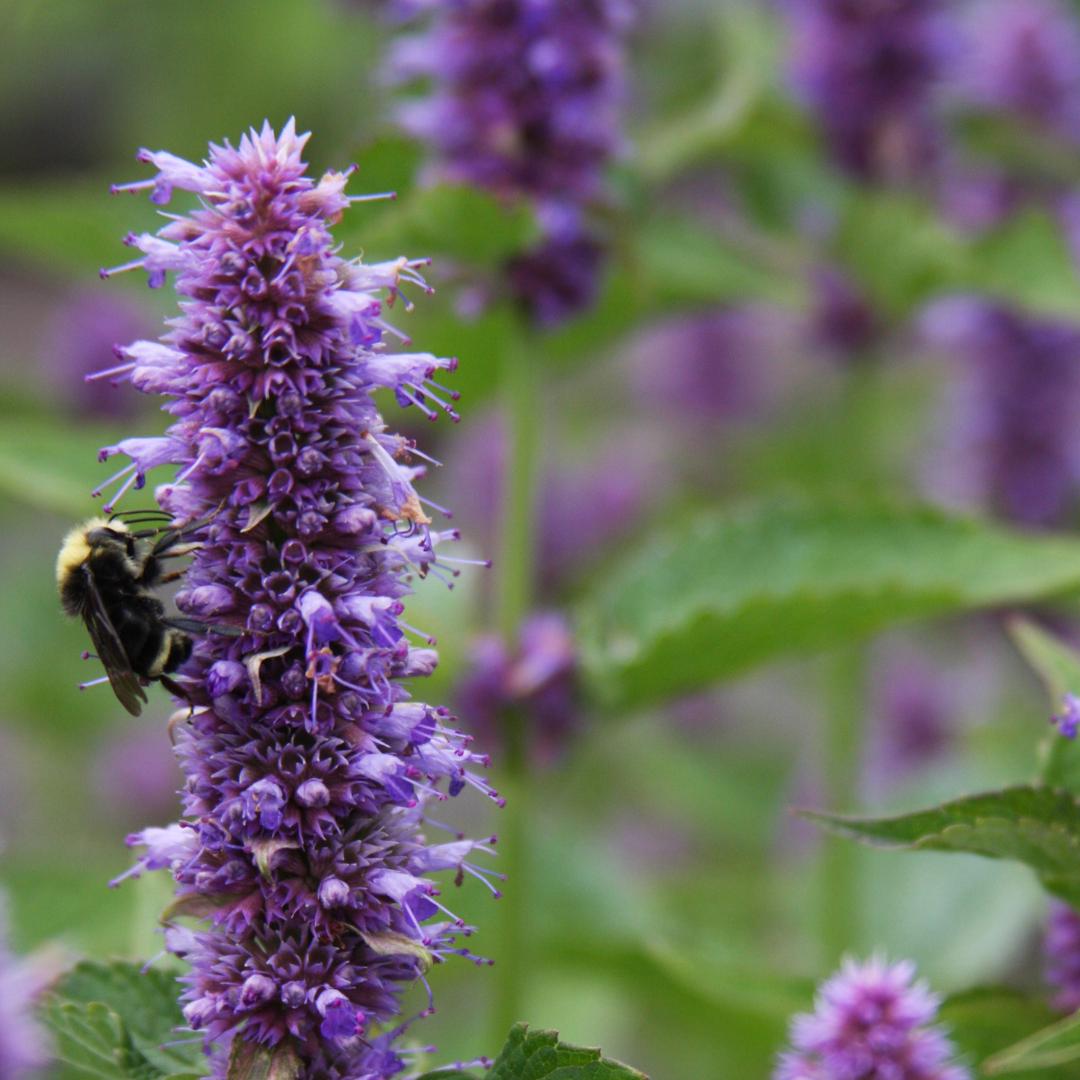 Anise Hyssop Licorice Mint (Dwarf)