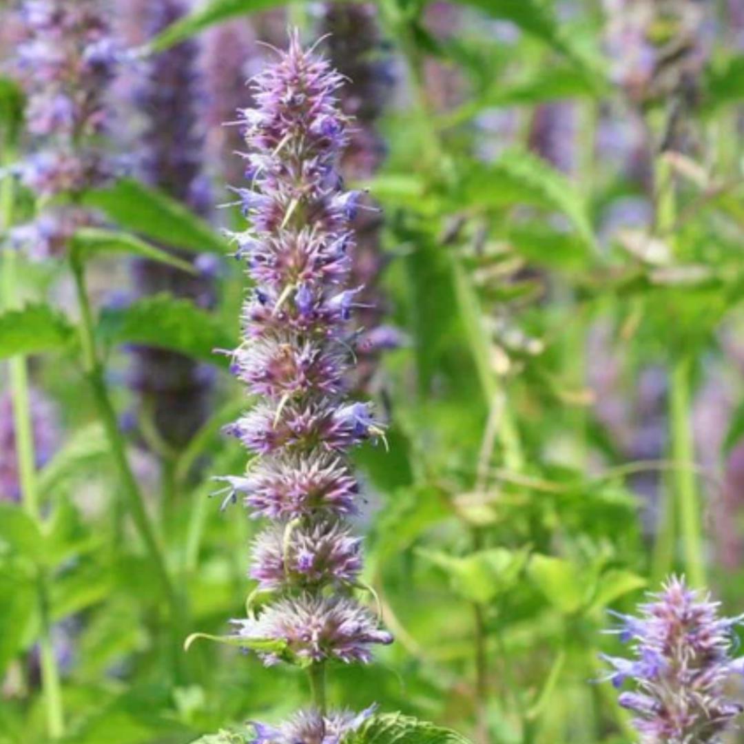 Anise Hyssop Licorice Mint (Dwarf)