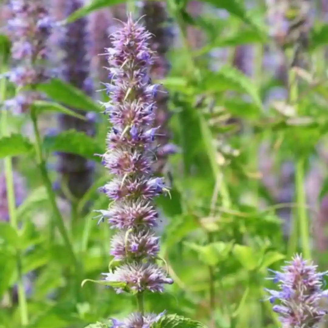Anise Hyssop Licorice Mint (Dwarf)
