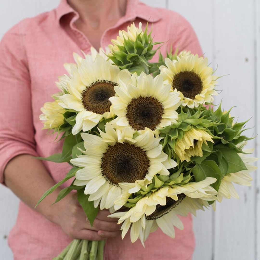Sunflower - Procut White Nite F1