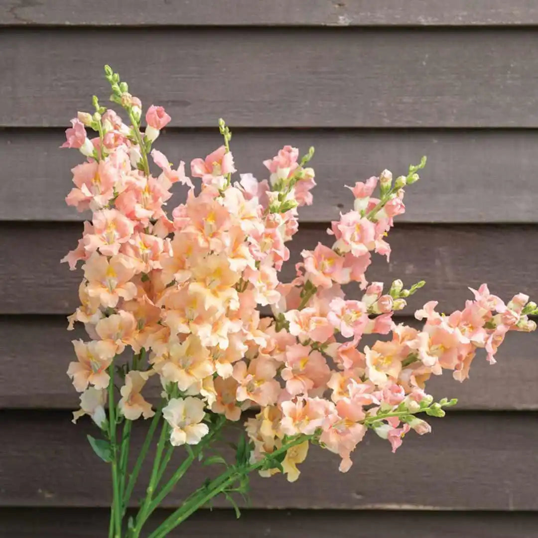 Snapdragon Seeds - Chantilly Light Salmon Early