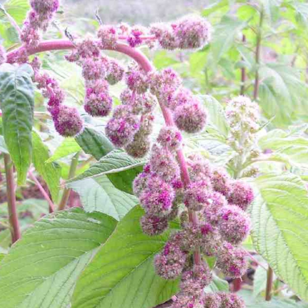 Amaranth Seeds - Mira