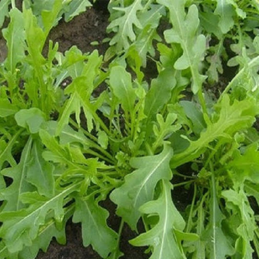 Arugula Seeds - Bellezia (Organic)