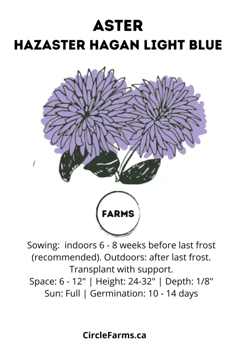 Aster - Hazaster Hagan Light Blue - Circle Farms seeds