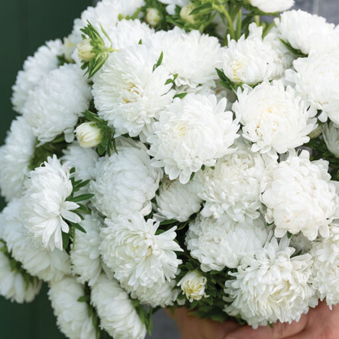 Aster Seeds - Tower White
