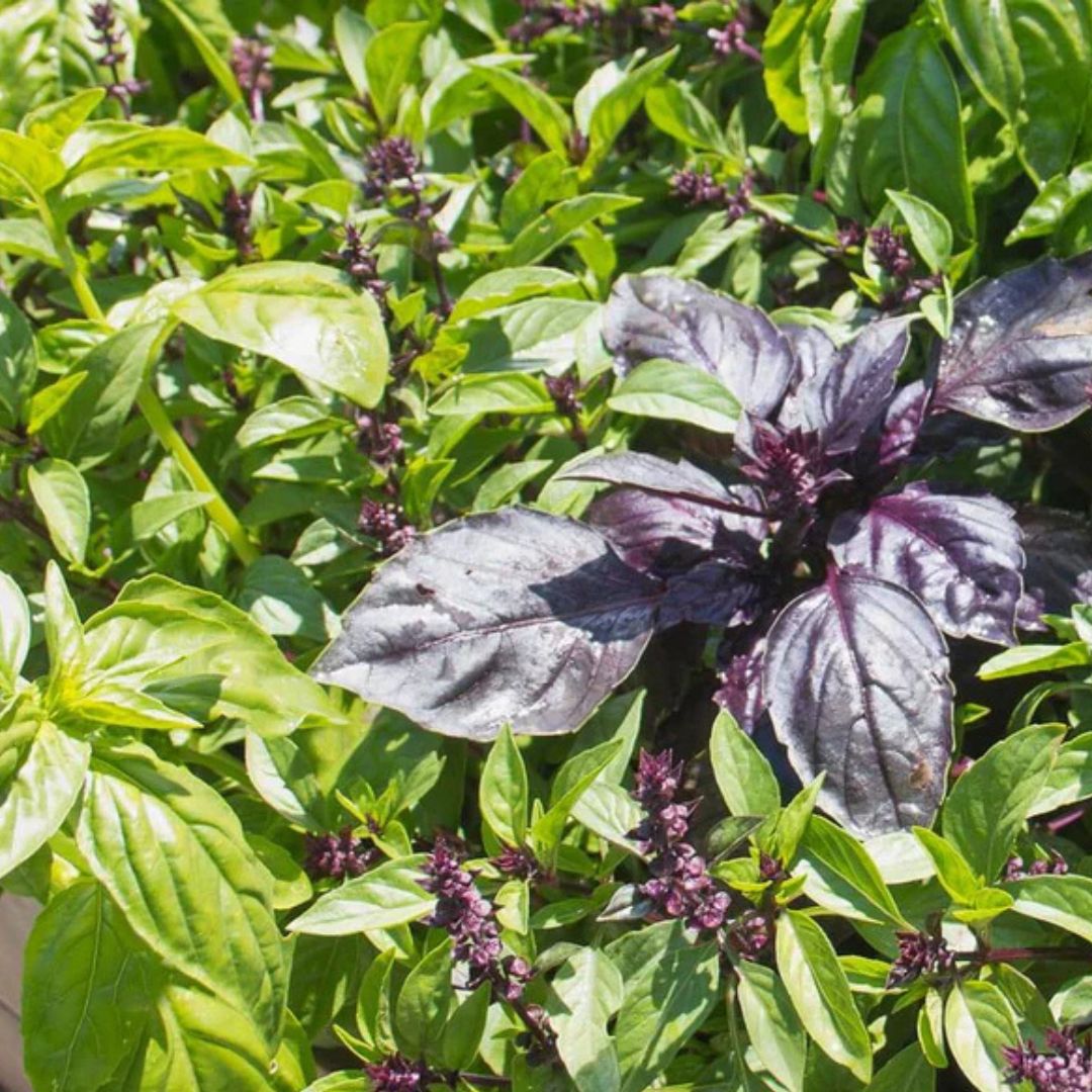 Basil Seeds - Kitchen Blend