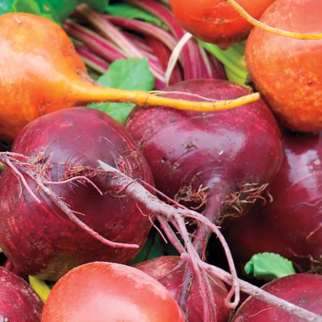 Beet Seeds - Beet Blend