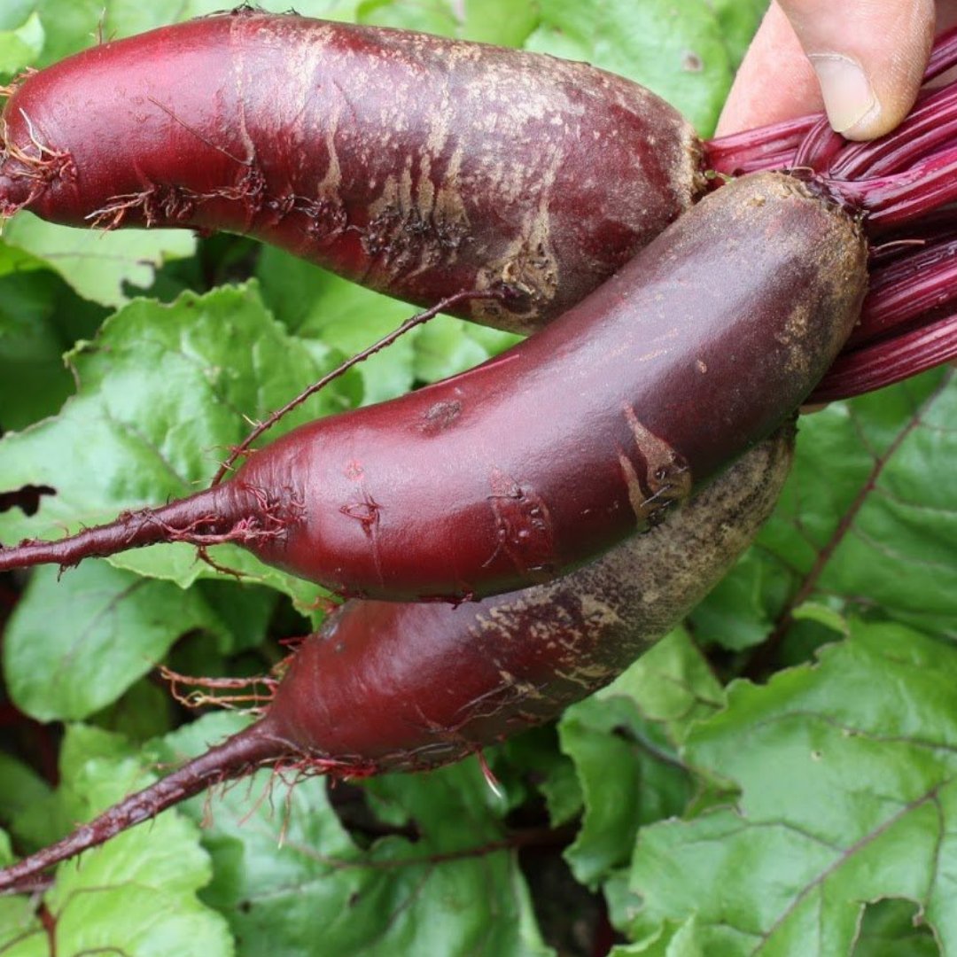 Beets - Deep Cylinder Seeds - Circle Farms seeds