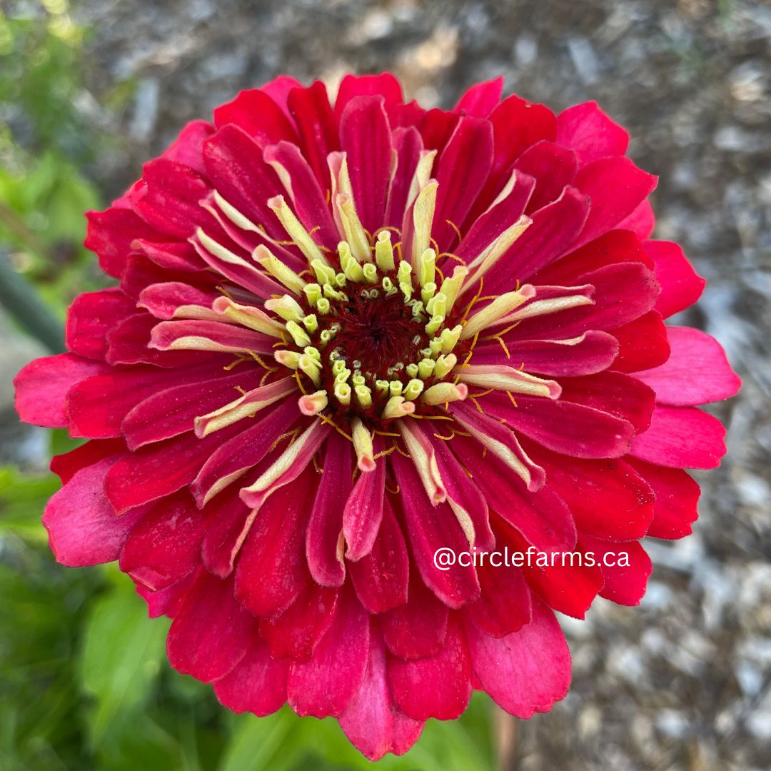 Zinnia Seeds - Benary Giant Carmine Rose