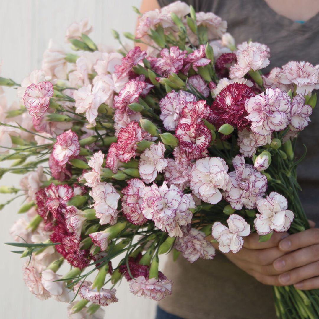 Carnation Seeds - Chabaud Benigna Dianthus
