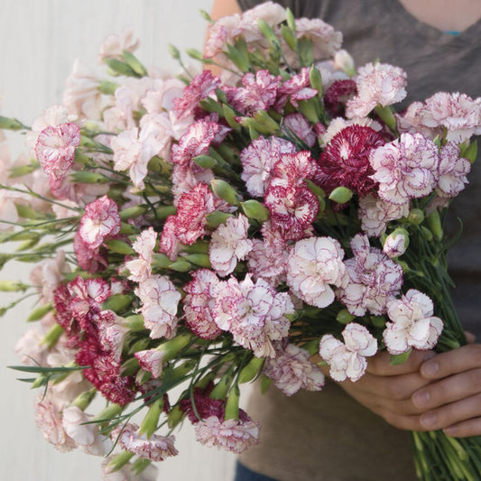 Carnation Seeds - Chabaud Benigna Dianthus