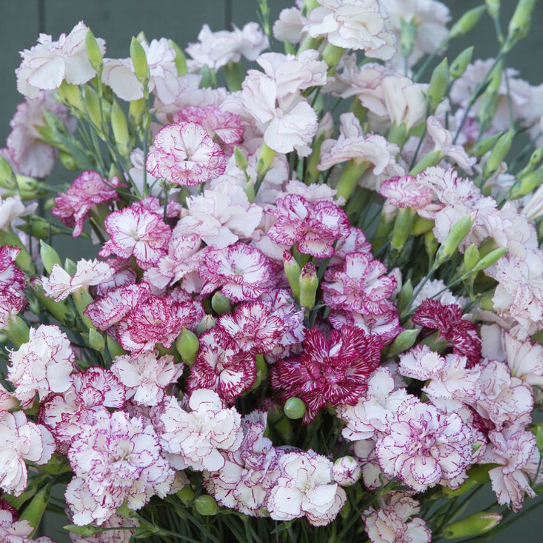 Carnation Seeds - Chabaud Benigna Dianthus