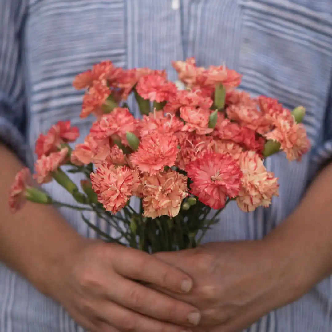 Carnation Seeds - Chabaud Orange Sherbert