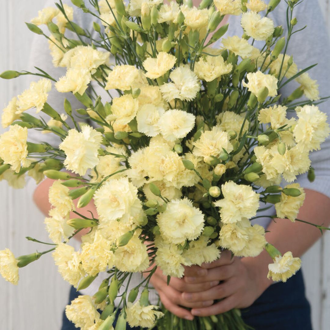 Carnation Seeds - Marie Chabaud Dianthus
