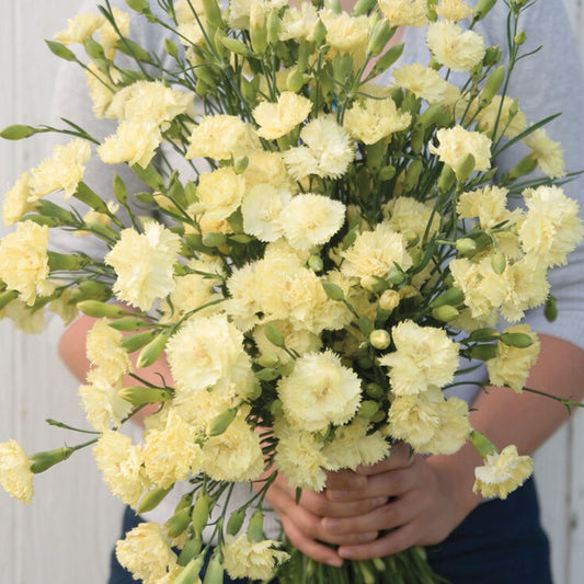 Carnation Seeds - Marie Chabaud Dianthus