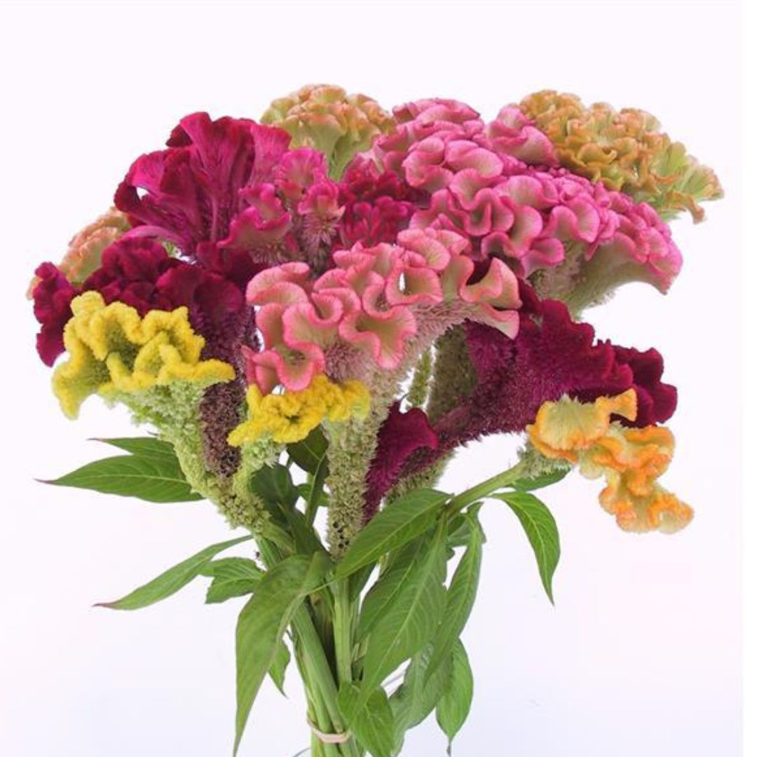 Celosia - Supercrest Mix