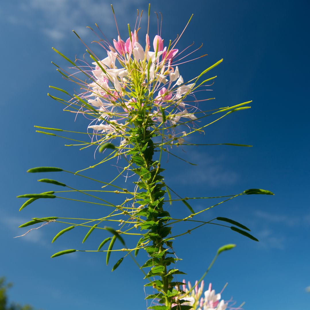 Cleome Seeds - Spider Flower Light Pink