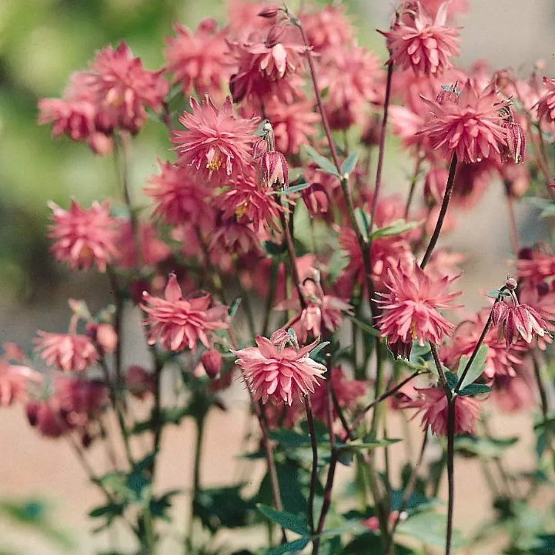 Columbine Seeds - Barlow Rose