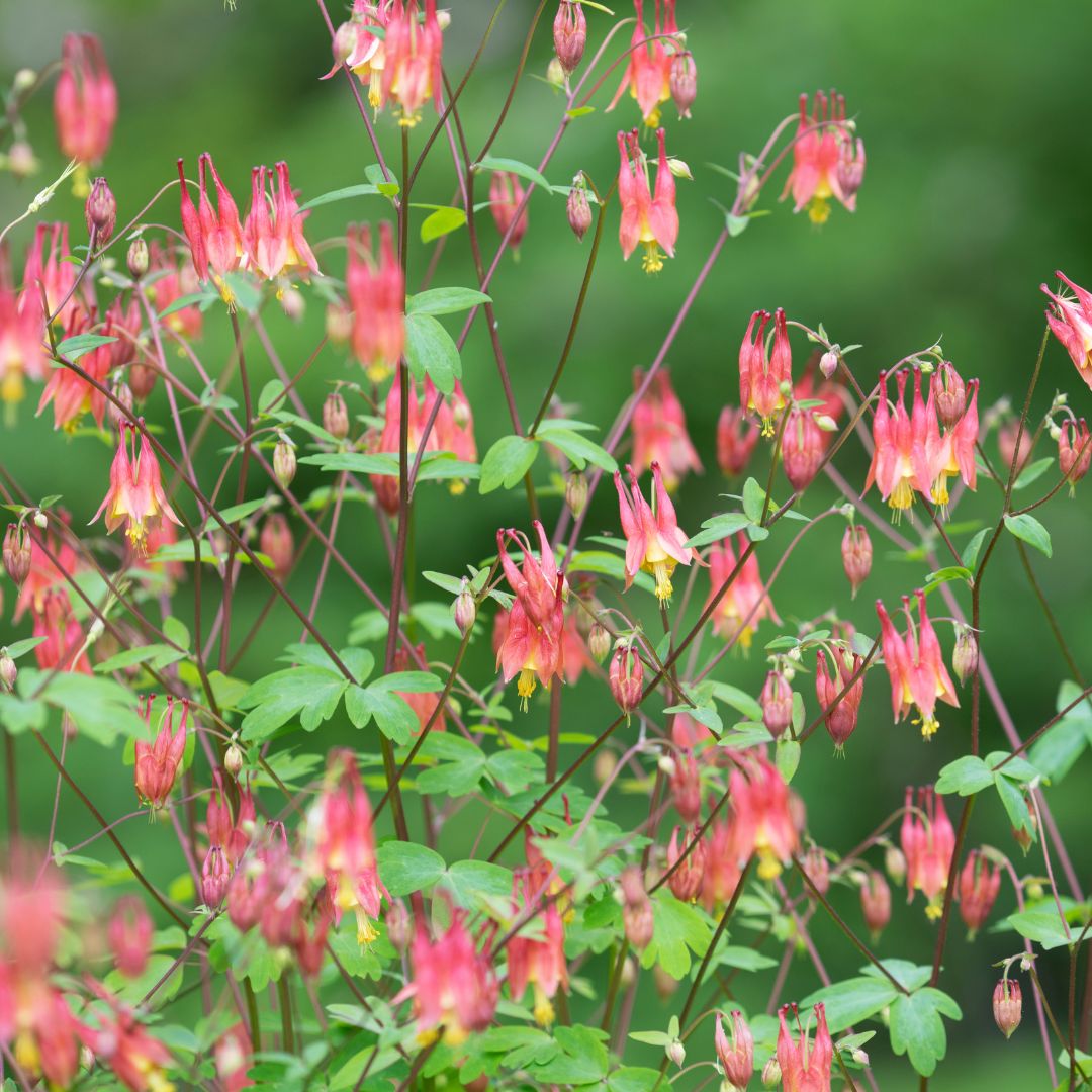 Columbine - Eastern (Native)