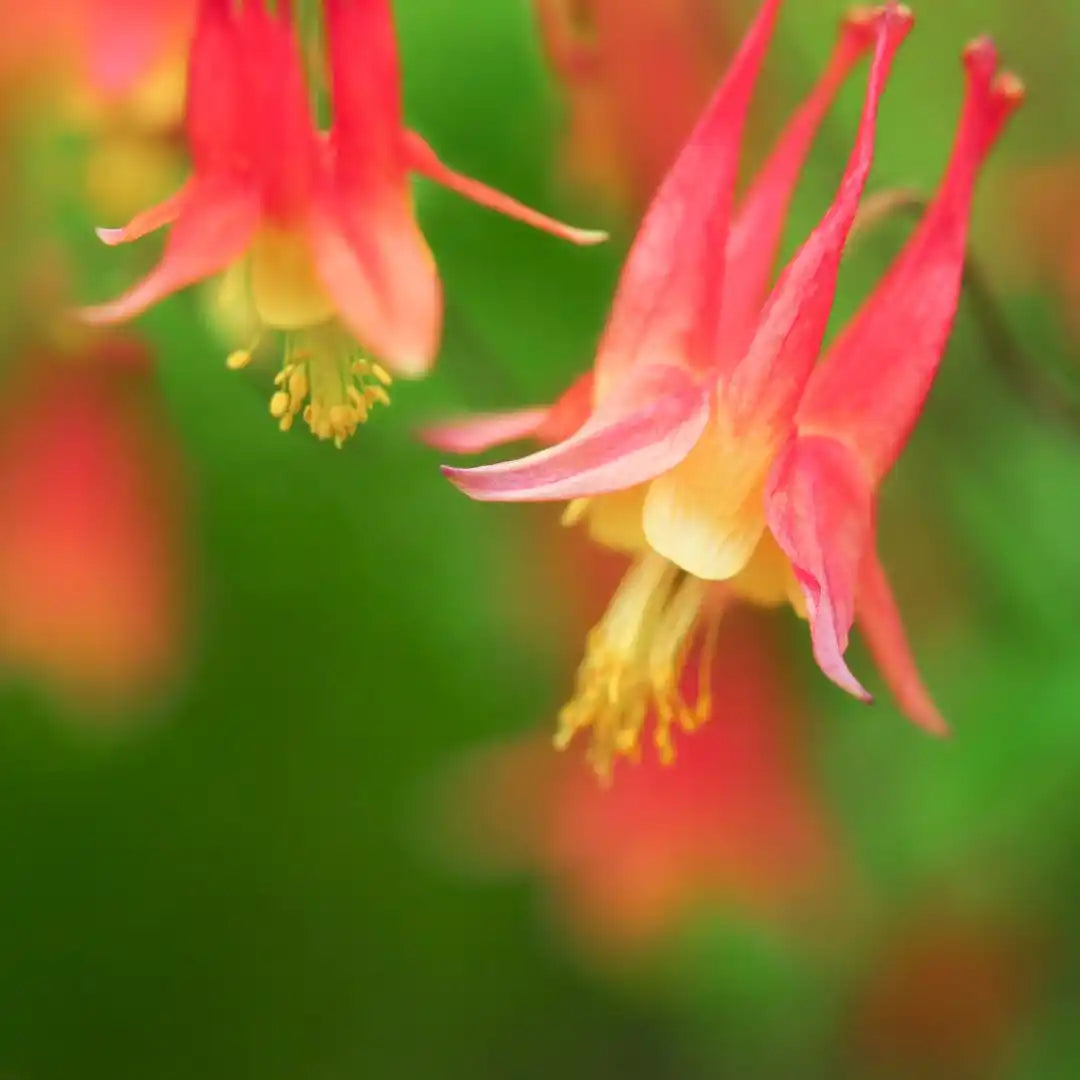 Columbine Seeds - Eastern (Native)