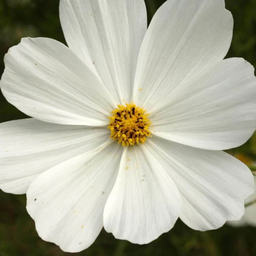 Cosmo - Purity White