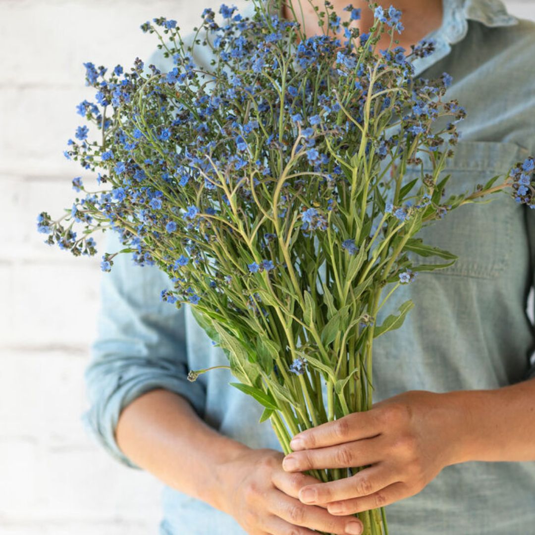 Forget Me Not Seeds (Chinese) - Cynoglossum Firmament