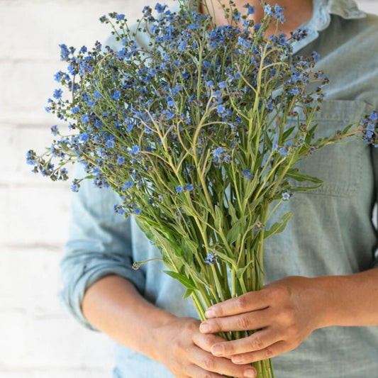 Forget Me Not Seeds (Chinese) - Cynoglossum Firmament