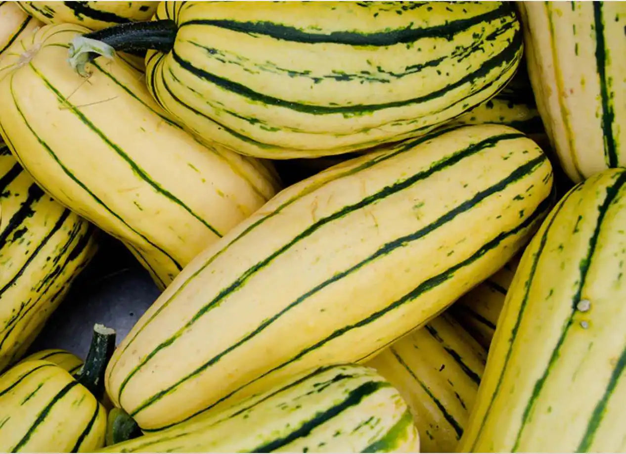 Squash - Delicata Honey Boat
