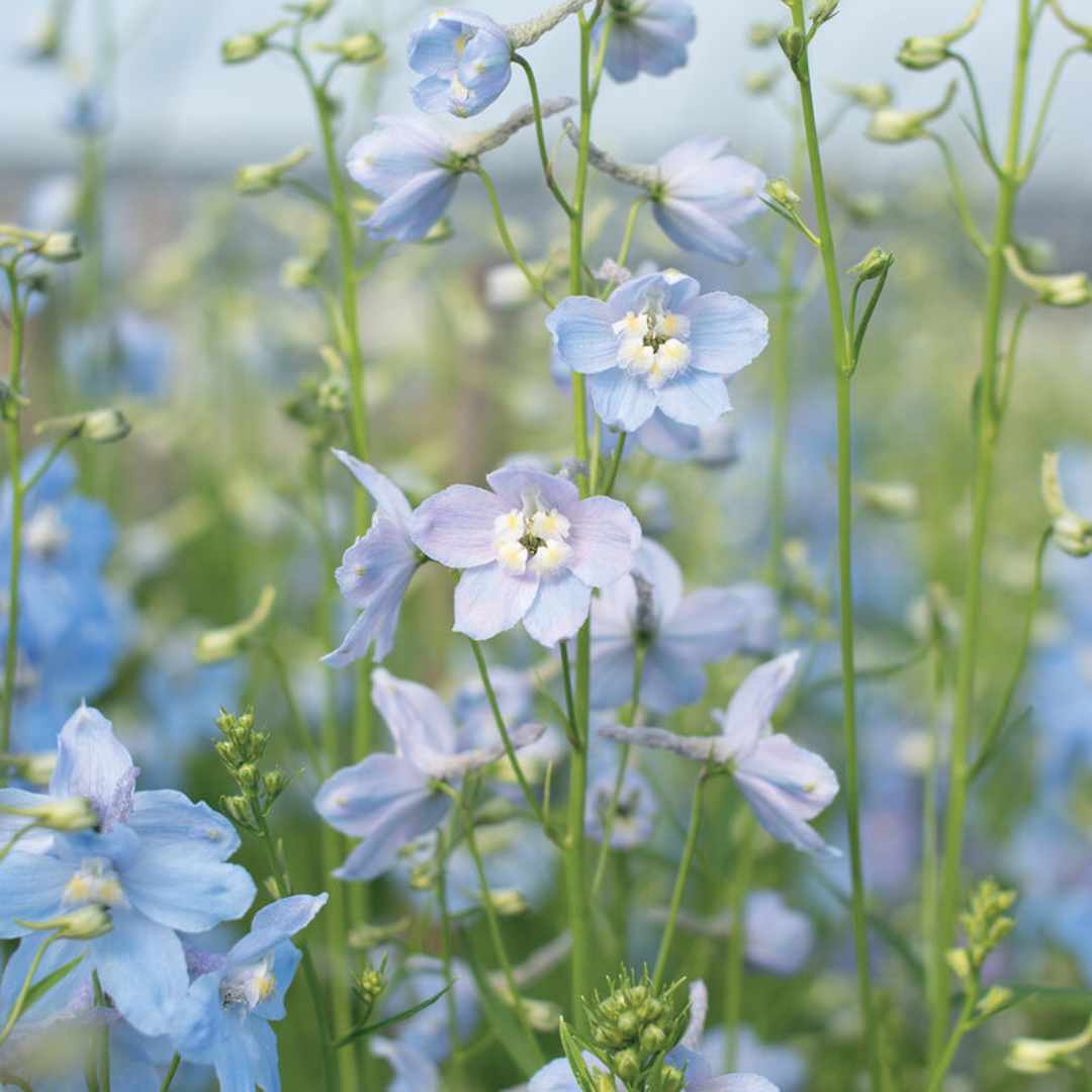 Delphinium Seeds - Tall Cliveden Beauty