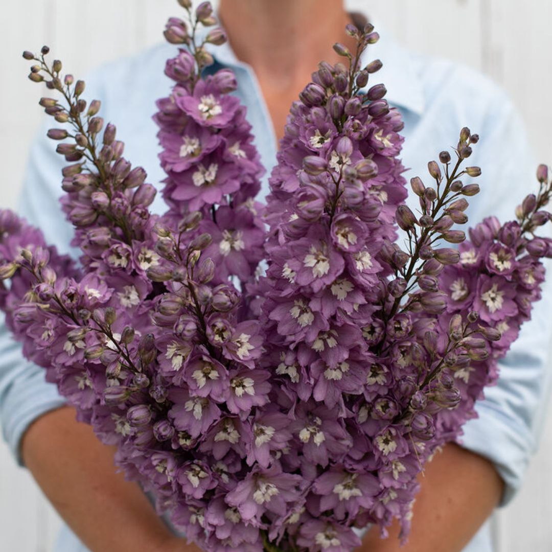 Delphinium Seeds - Magic Fountains Lilac Pink White Bee
