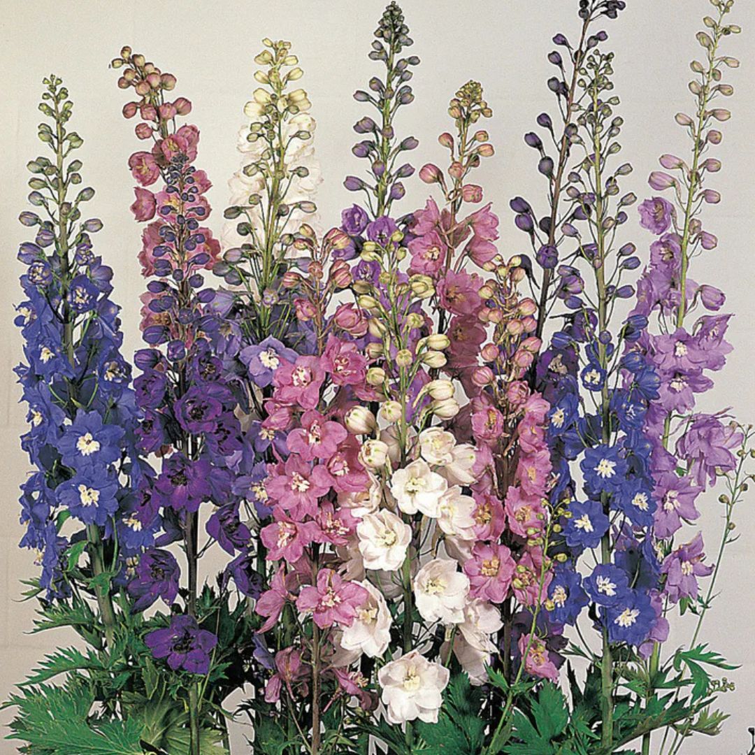 Delphinium Seeds - Benary's Pacific Giant Mix