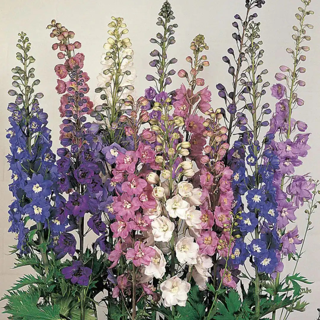 Delphinium Seeds - Benary Pacific Giant Mix