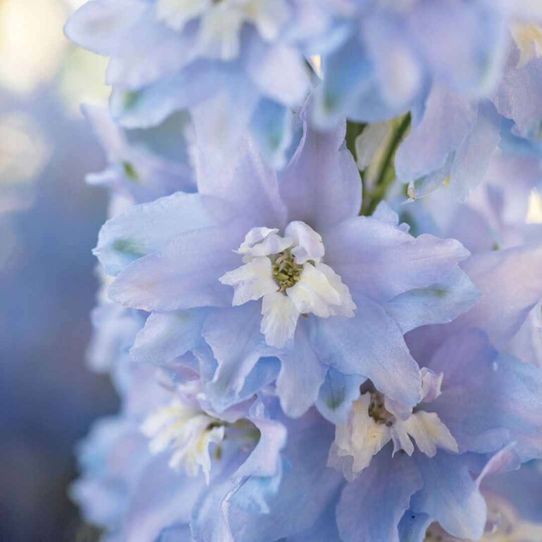 Delphinium Seeds - Magic Fountains Sky Blue White Bee