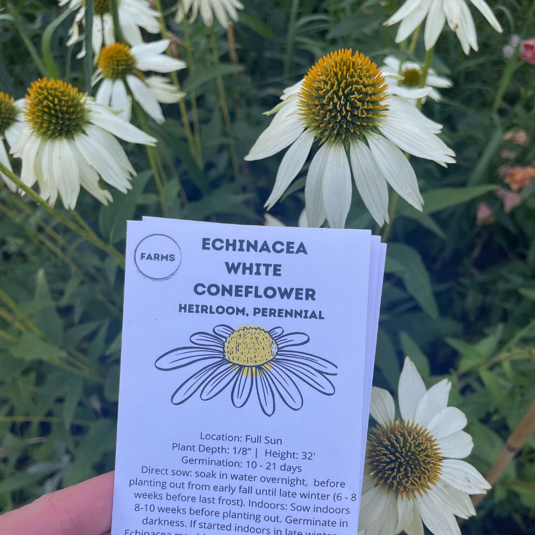 Echinacea Coneflower - White