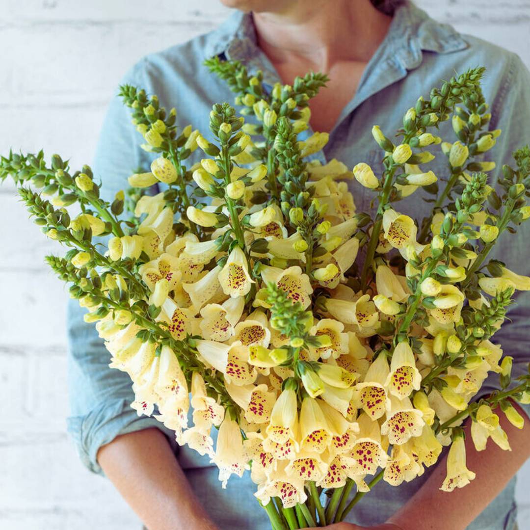 Foxglove Seeds - Camelot Cream (Pelleted)
