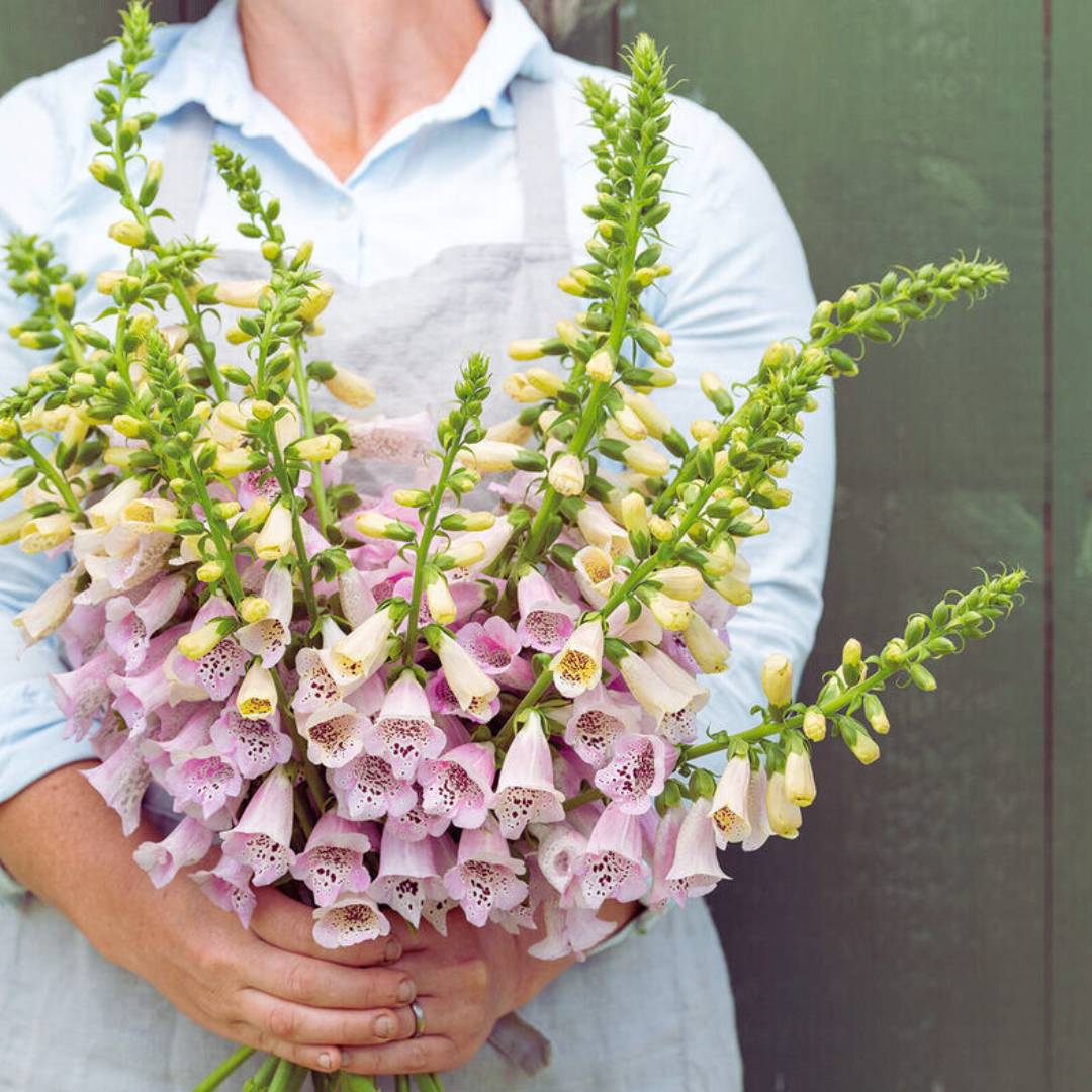 Foxglove Seeds - Camelot Lavender (Pelleted)