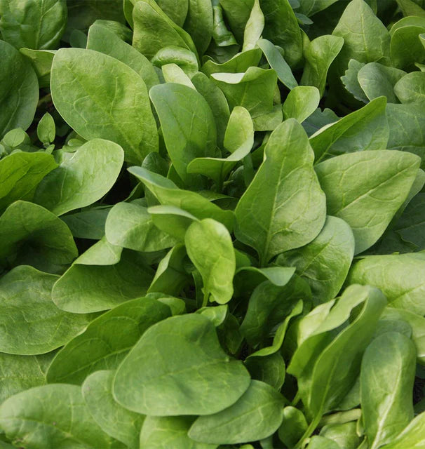 Spinach - Giant Winter (Organic)