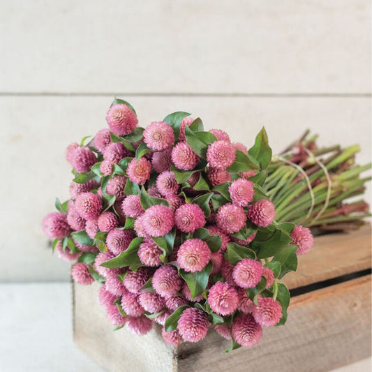 Gomphrena Seeds - Raspberry Cream