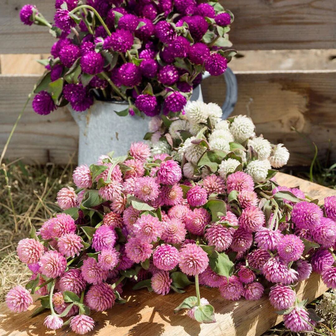 Gomphrena Seeds - 3 Colour Blend